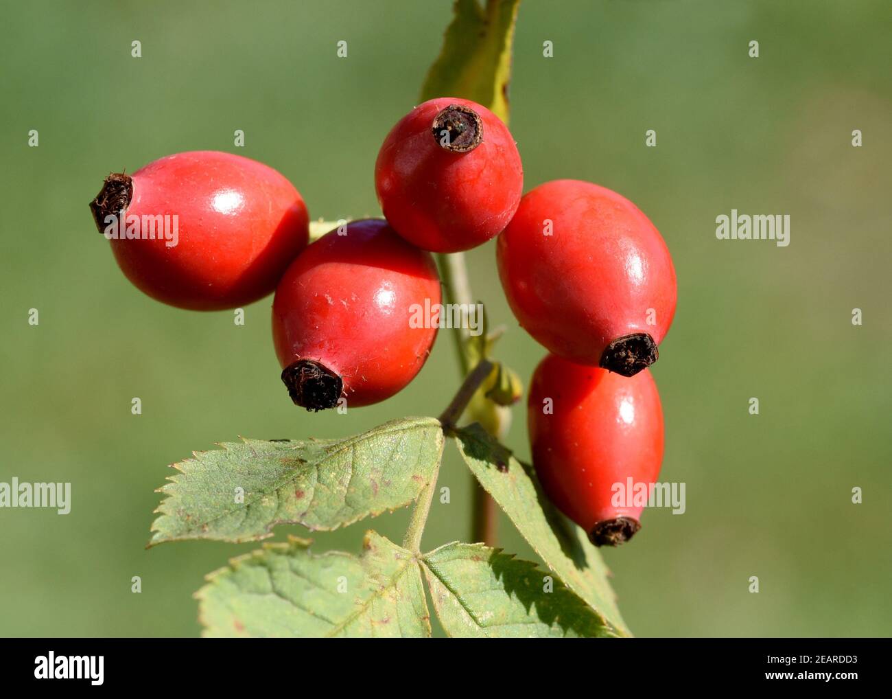 Heckenrose, hundsrose, Rosa Canina Stockfoto