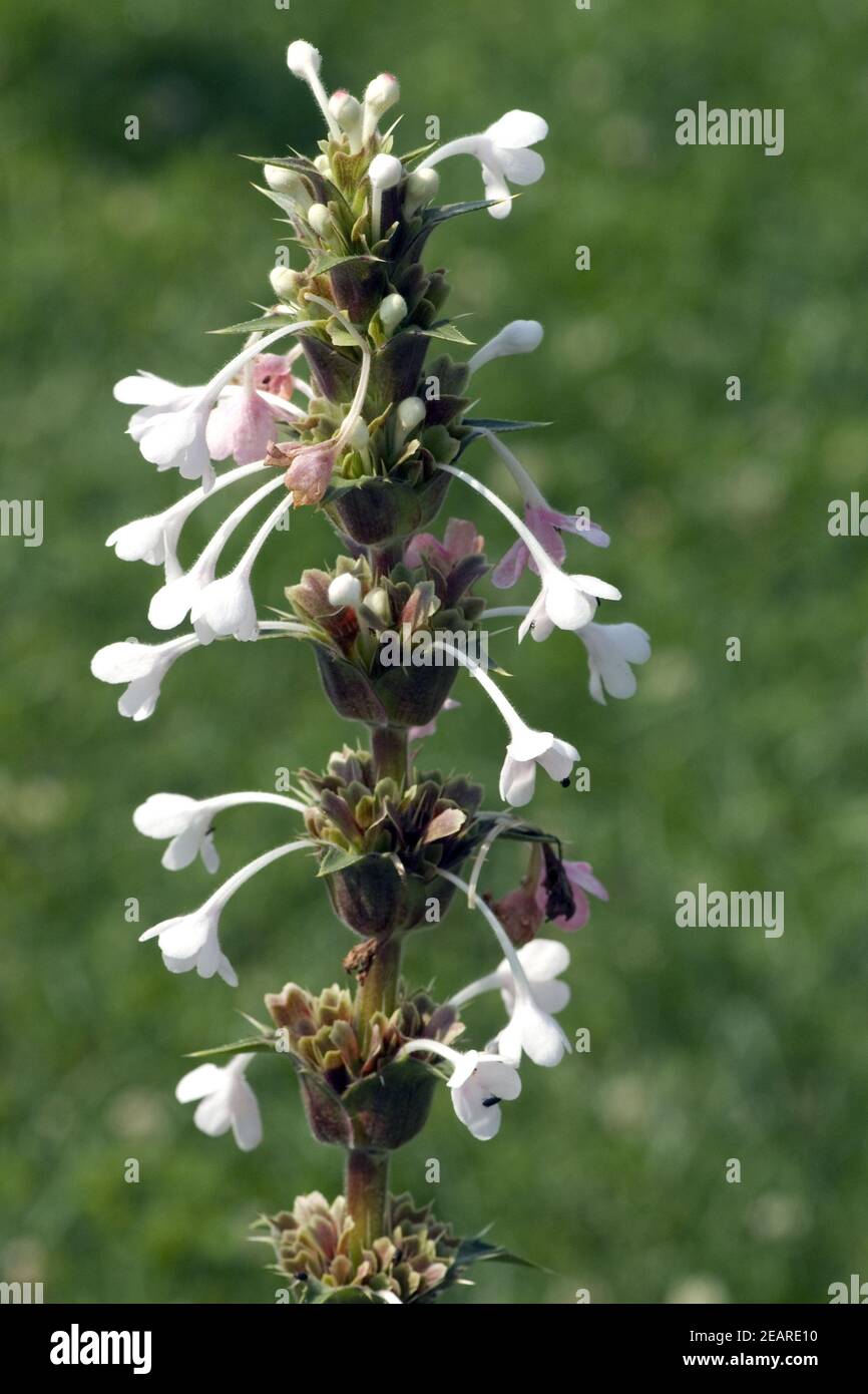 Steppendistel Persianische Steppen-Distel Stockfoto
