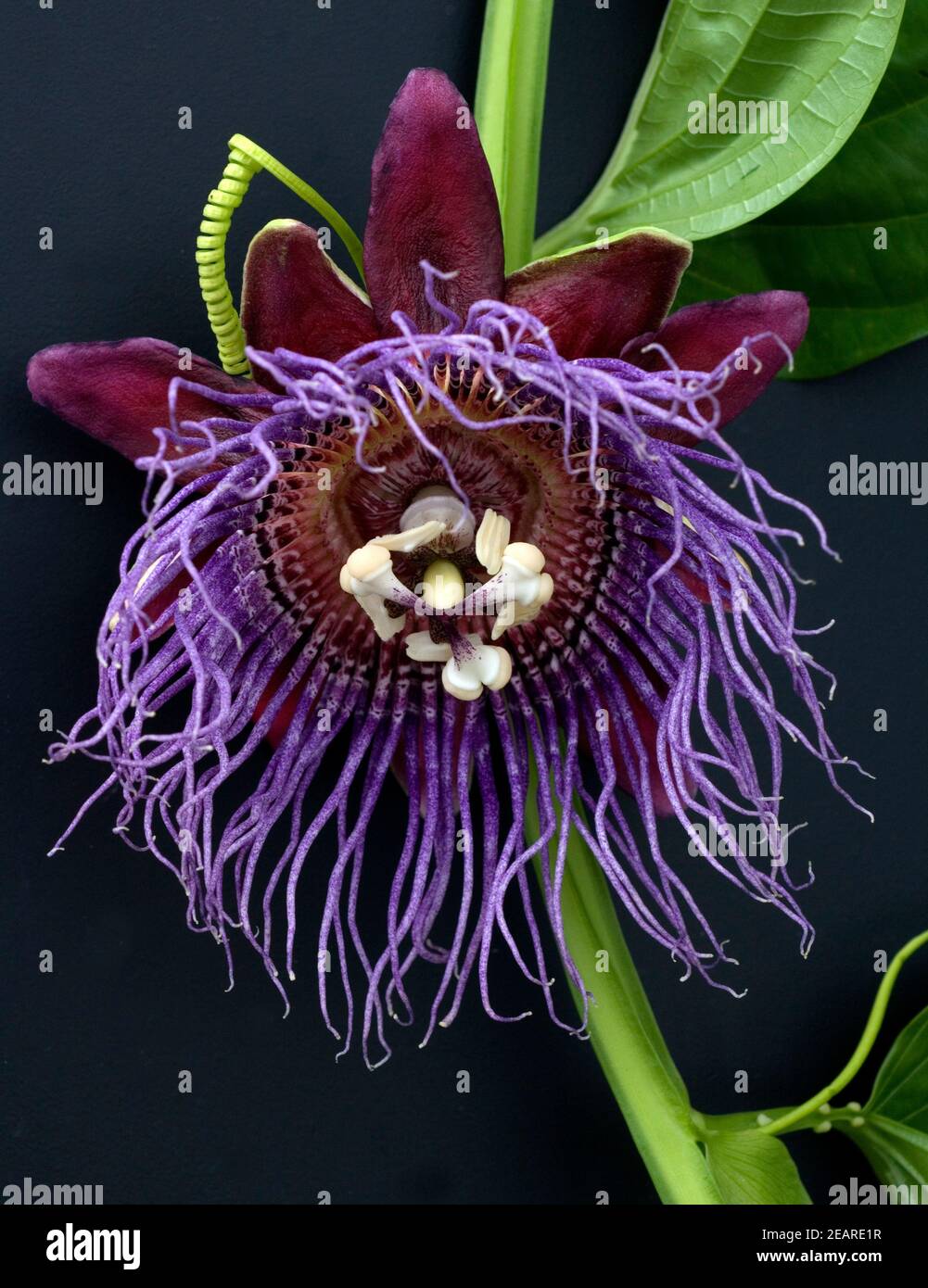 Koenigs-Grenadill; Passionsblume; Passiflora quadrangularis Stockfoto