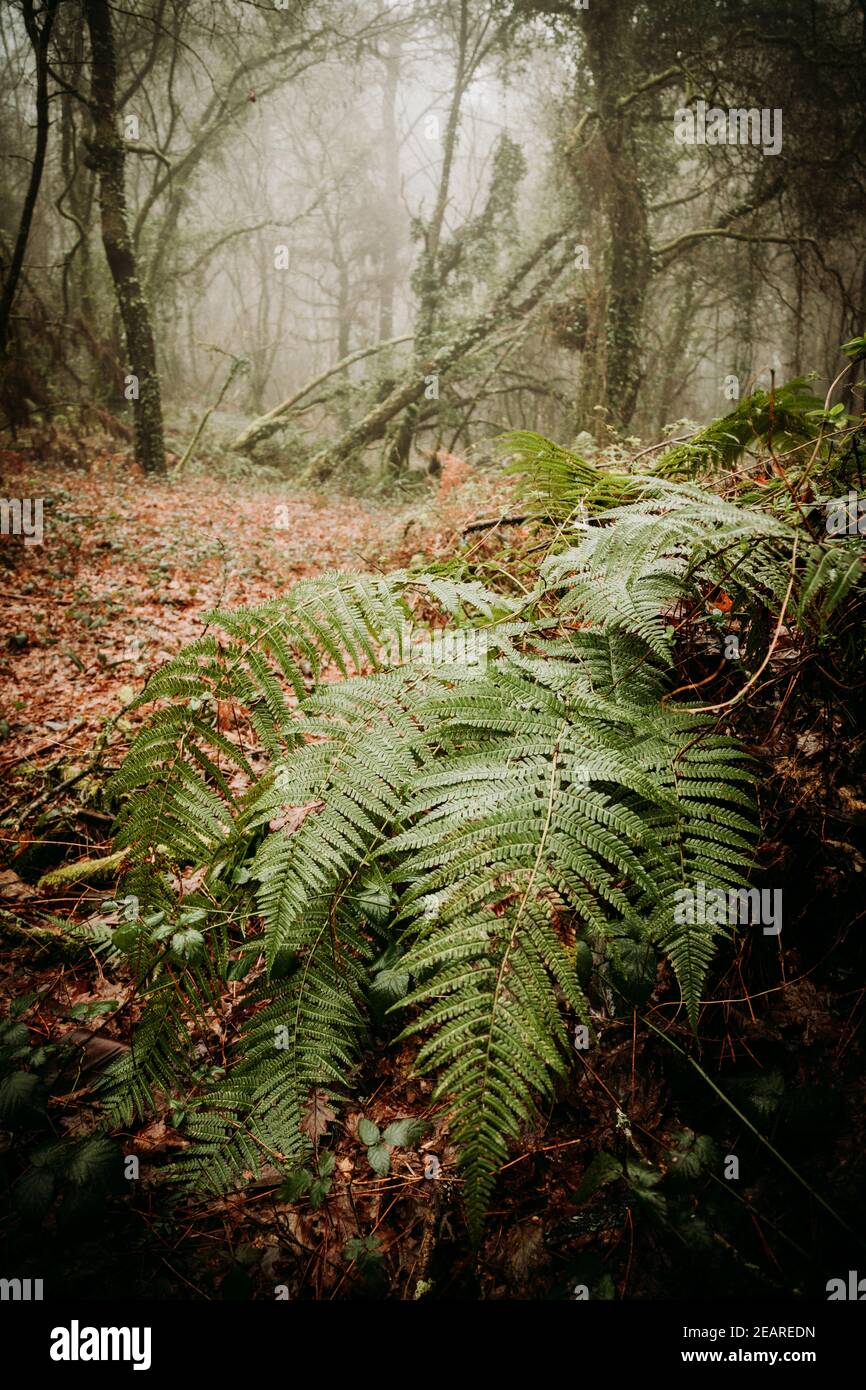 Der grüne Wald im Winter und mit viel Vegetation Stockfoto