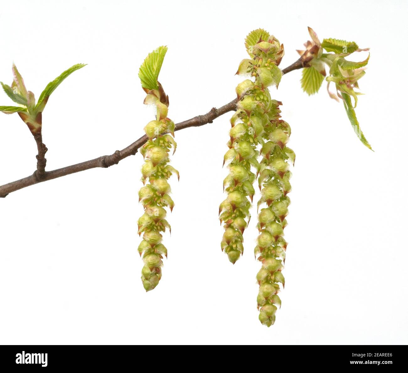 Carpinus betulus blüte Fotos und Bildmaterial in hoher Auflösung Alamy