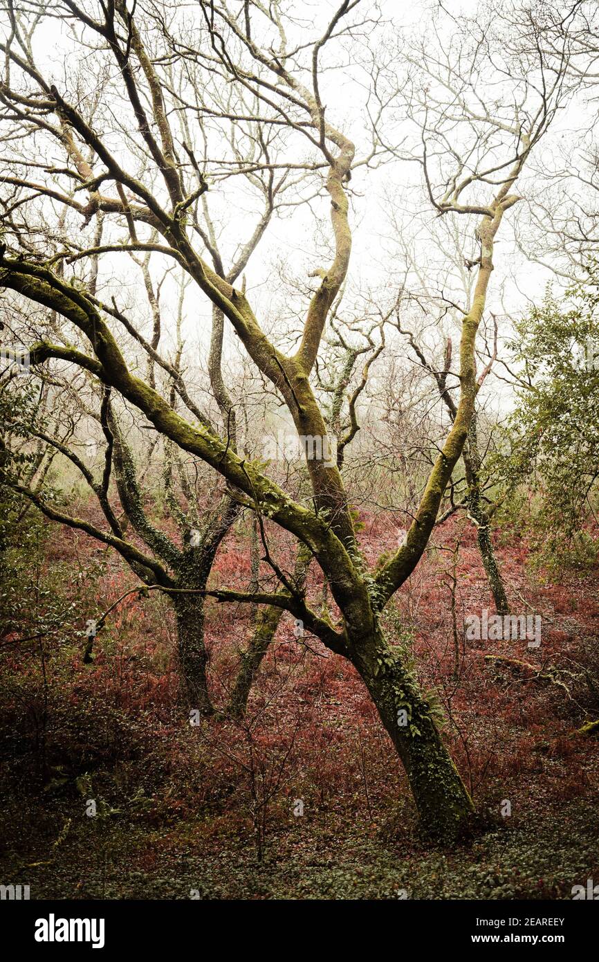 Der grüne Wald im Winter und mit viel Vegetation Stockfoto