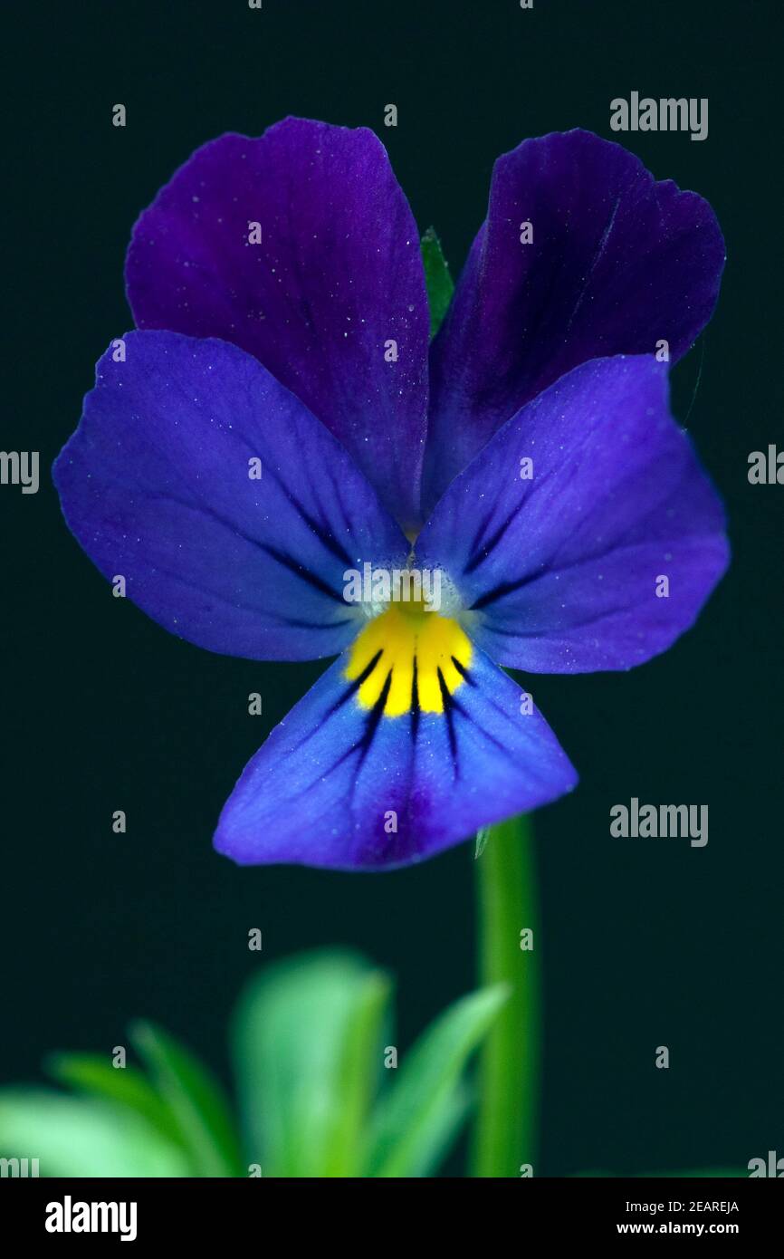 Stiefmuetterchen, Viola tricolor Stockfoto
