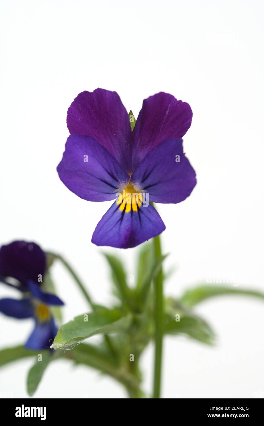 Stiefmuetterchen, Viola tricolor Stockfoto