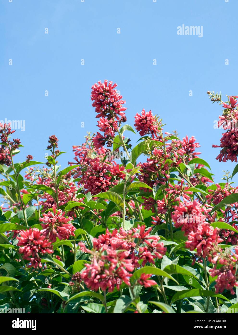 Hammerstrauch, Cestrum elegans Stockfoto