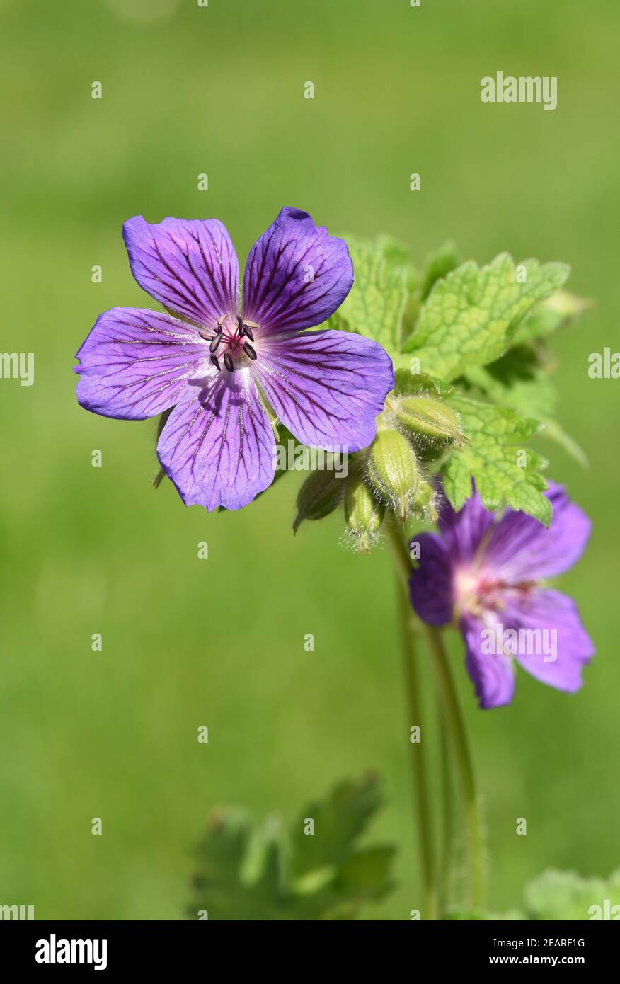 Storchschnabel Geranium magnificum Stockfoto