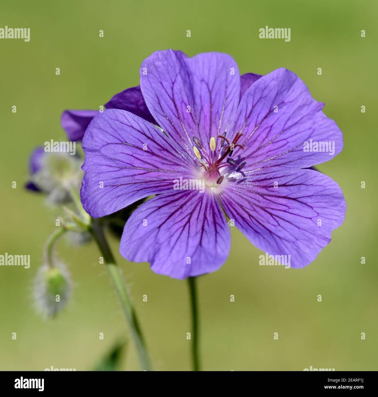 Storchschnabel Geranium magnificum Stockfoto