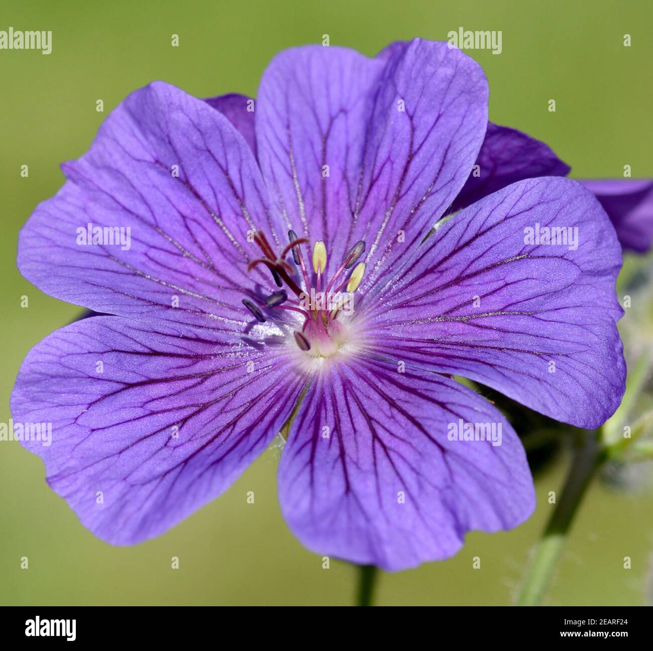 Storchschnabel Geranium magnificum Stockfoto