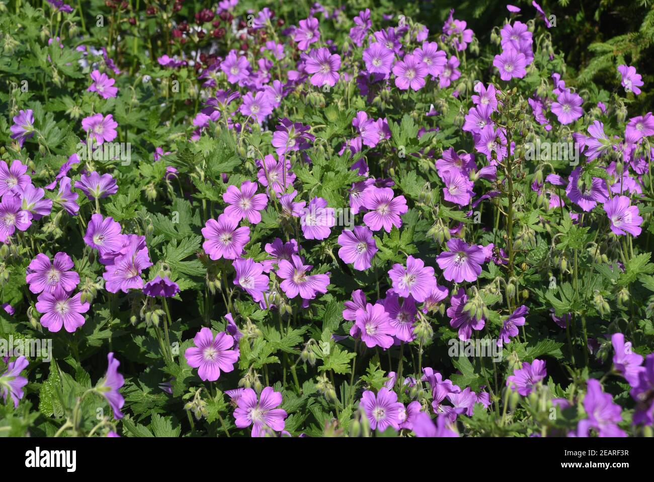 Storchschnabel, Geranium x magnificum Stockfoto