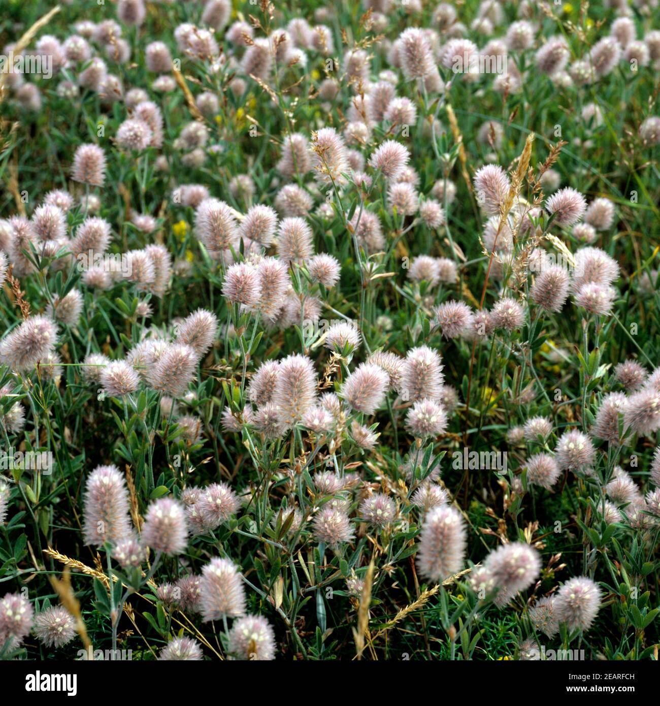 Hasen-Klee Trifolium arvense Stockfoto