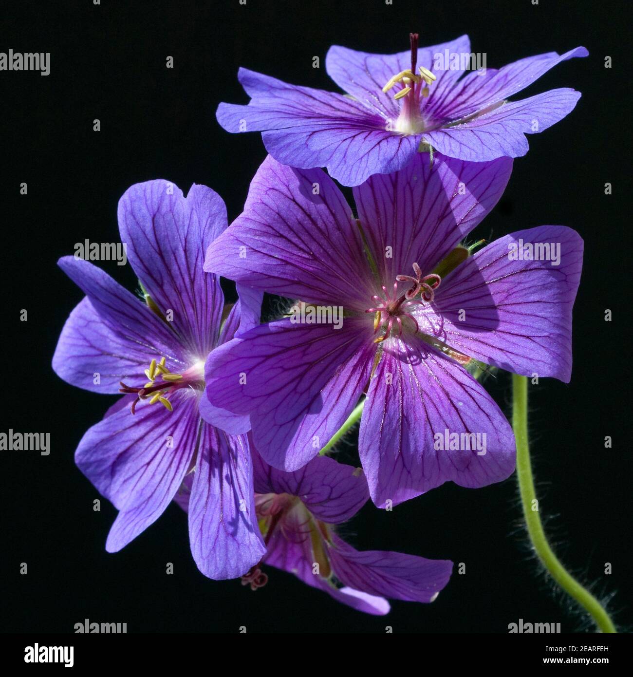 Storchschnabel Geranium x magnificum Stockfoto