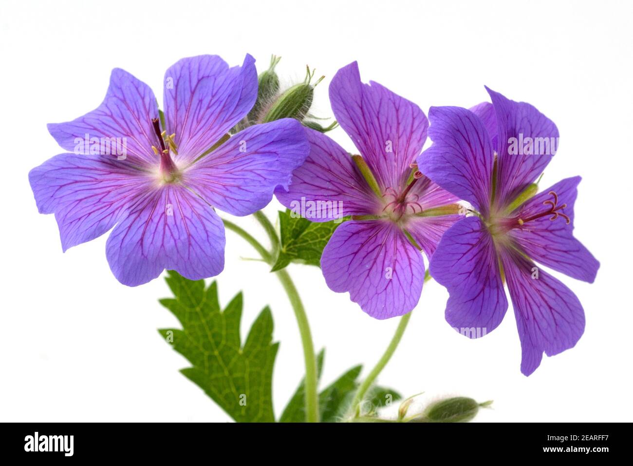 Storchschnabel Geranium x magnificum Stockfoto