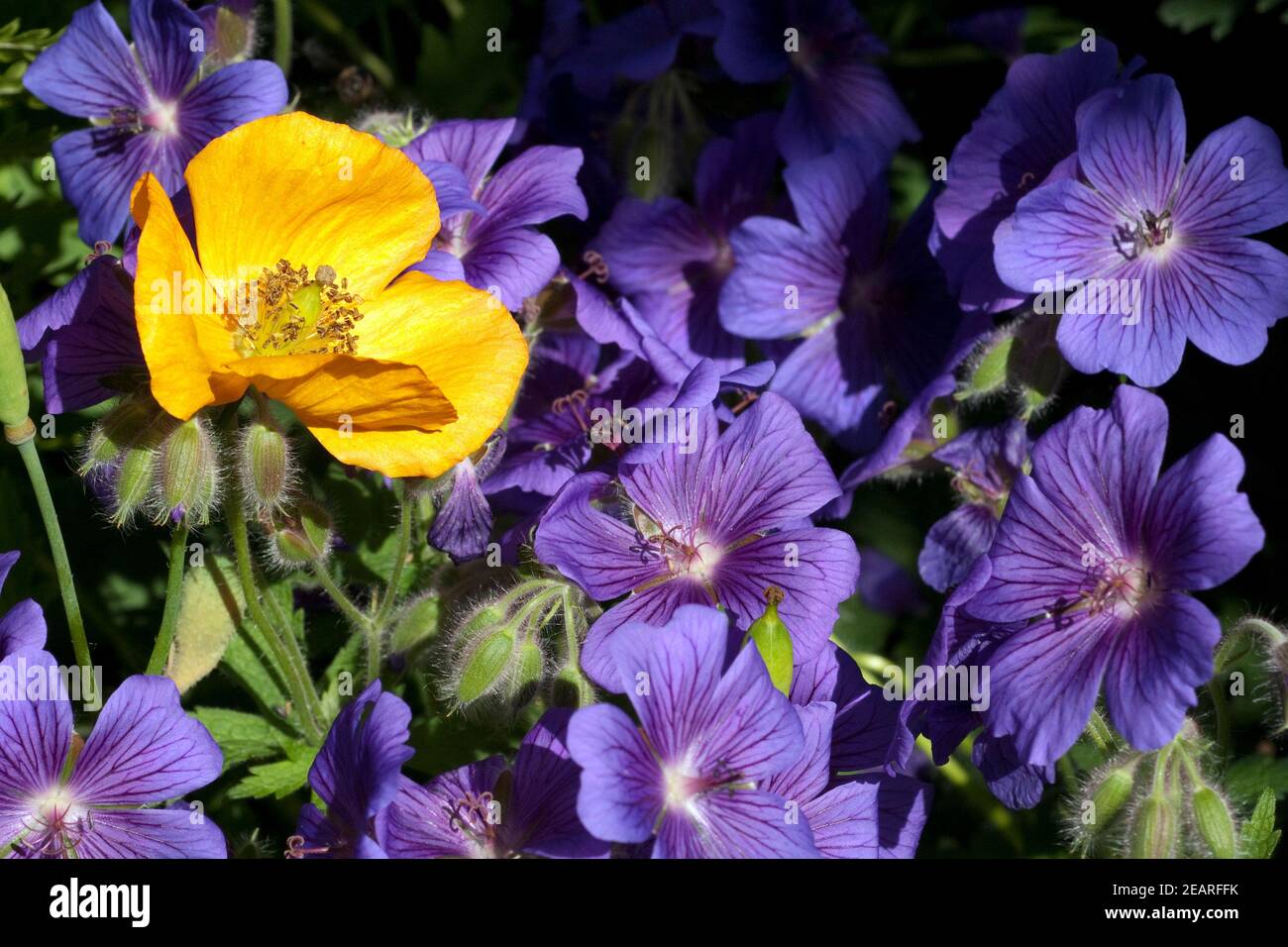 Storchschnabel Geranium magnificum Stockfoto