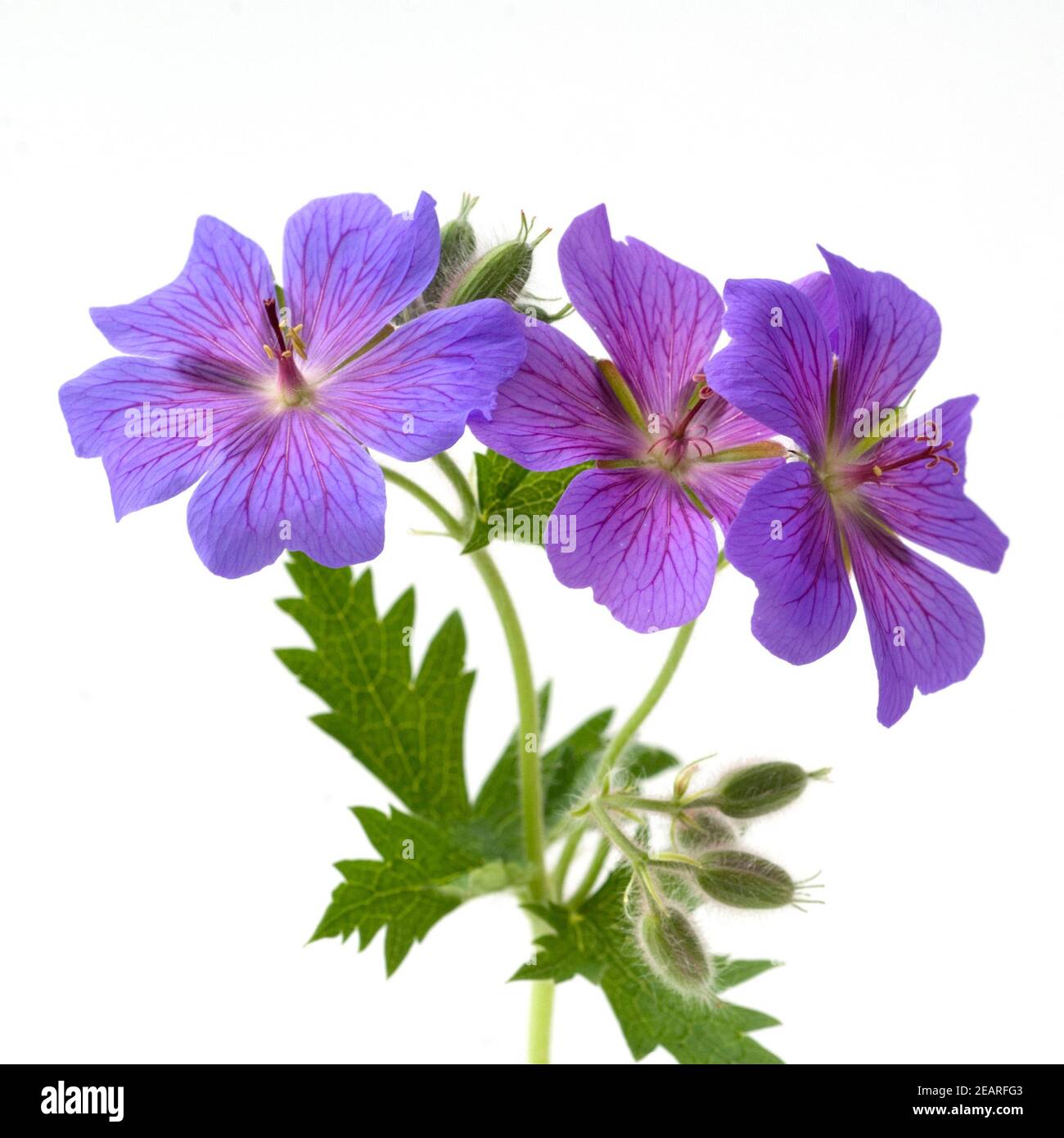 Storchschnabel Geranium x magnificum Stockfoto