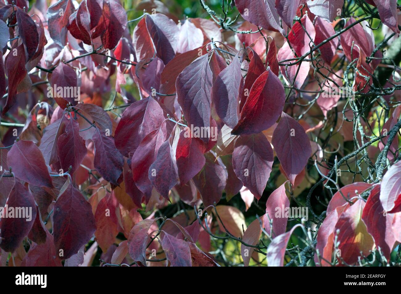 Blumenhartriegel, Cornus, Herbstfaerbung Stockfoto