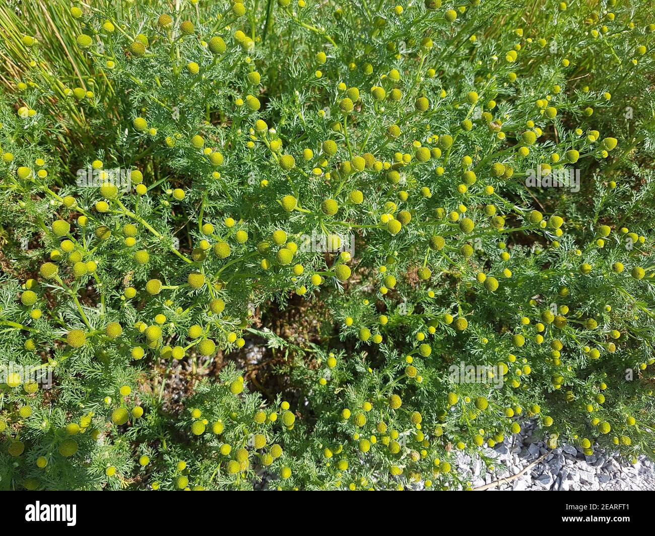 Strahlenlose, Kamille, Matricaria discoidea Stockfoto