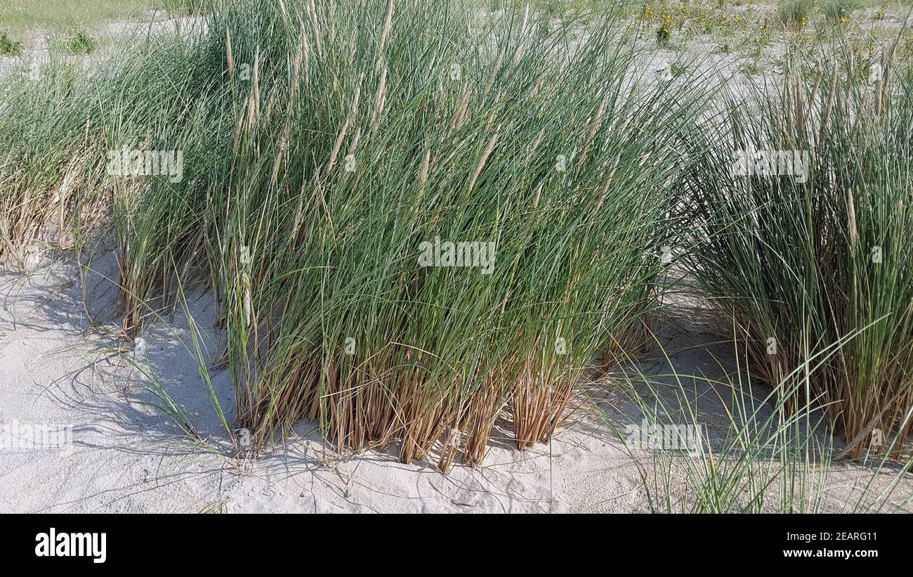 Strandhafer gras Fotos und Bildmaterial in hoher Auflösung Alamy