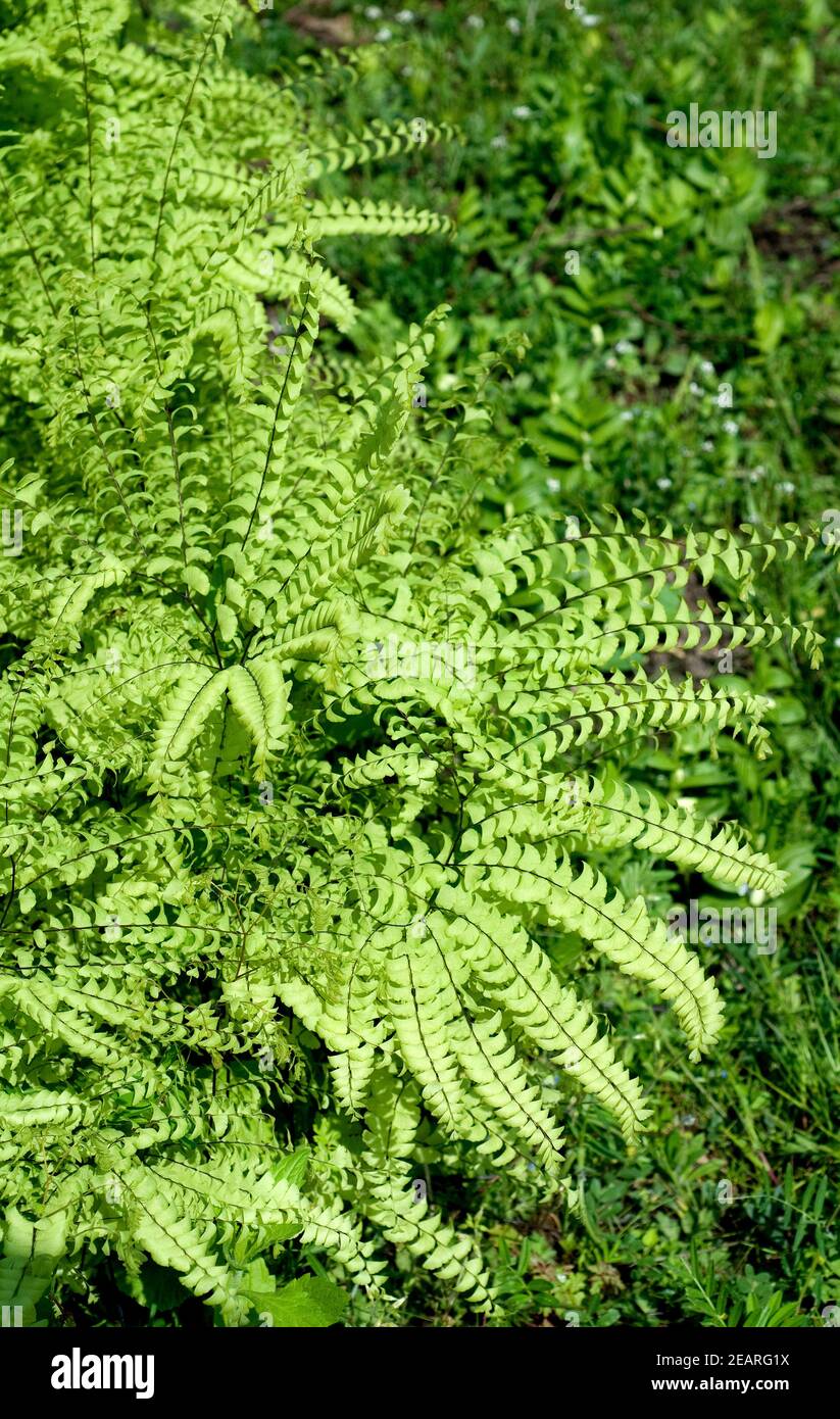 Pfauenradfarn, Venushaarfarns pedatum Stockfoto