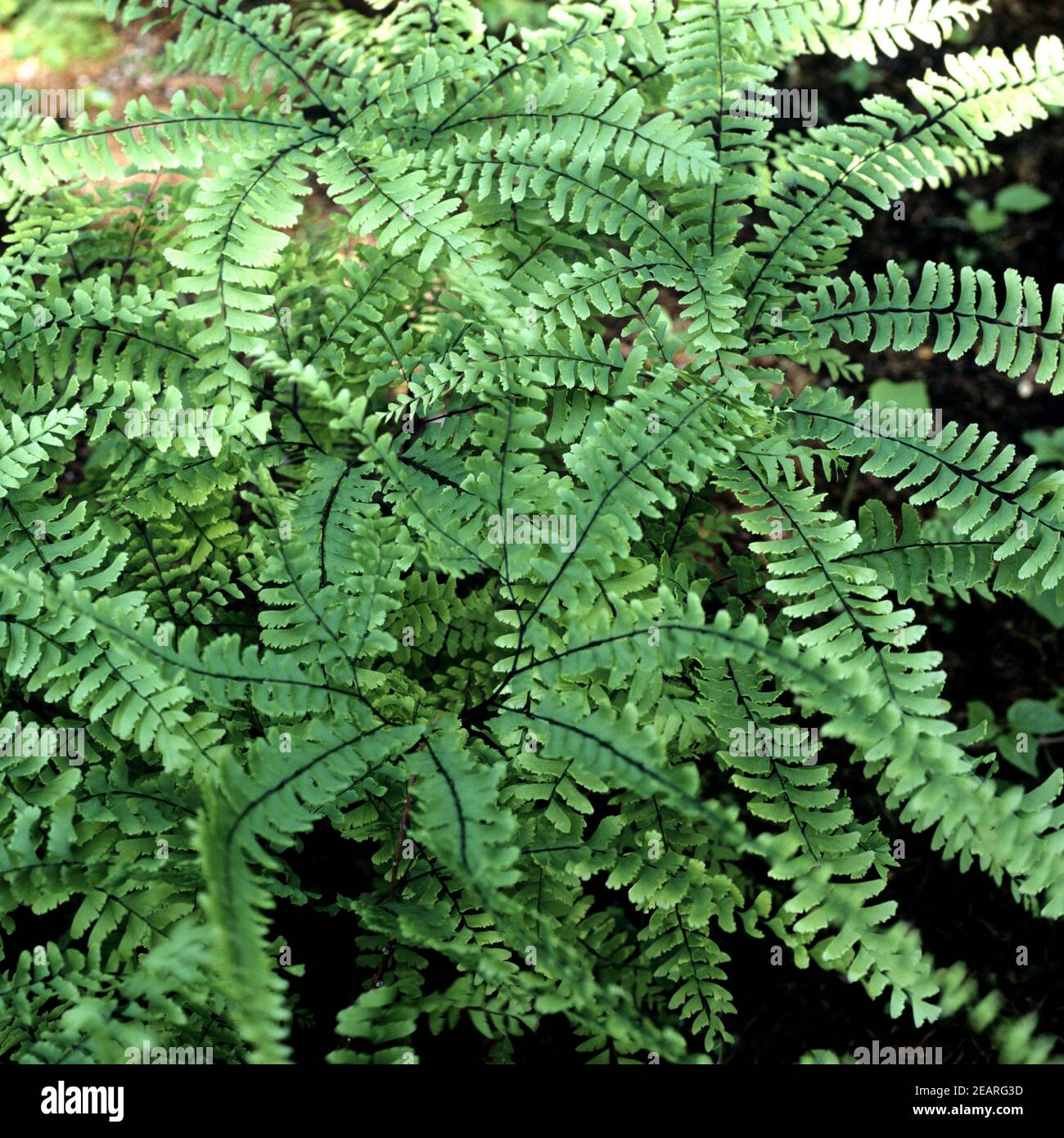 Pfauenradfarn, Venushaarfarns pedatum Stockfoto