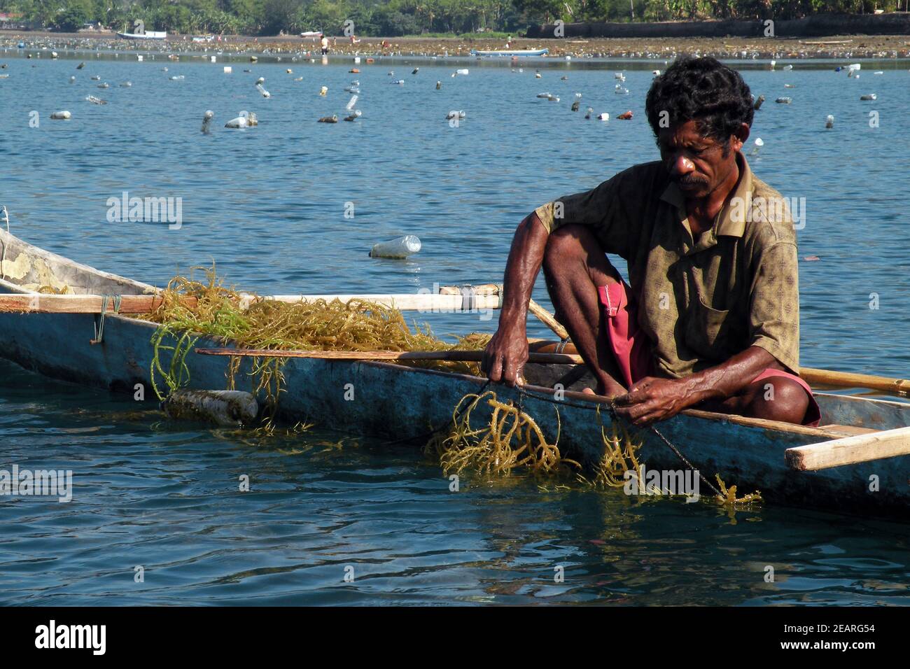 Anbau und Ernte von Agar-Agar-Algen, Insel Alor, Indonesien Stockfoto