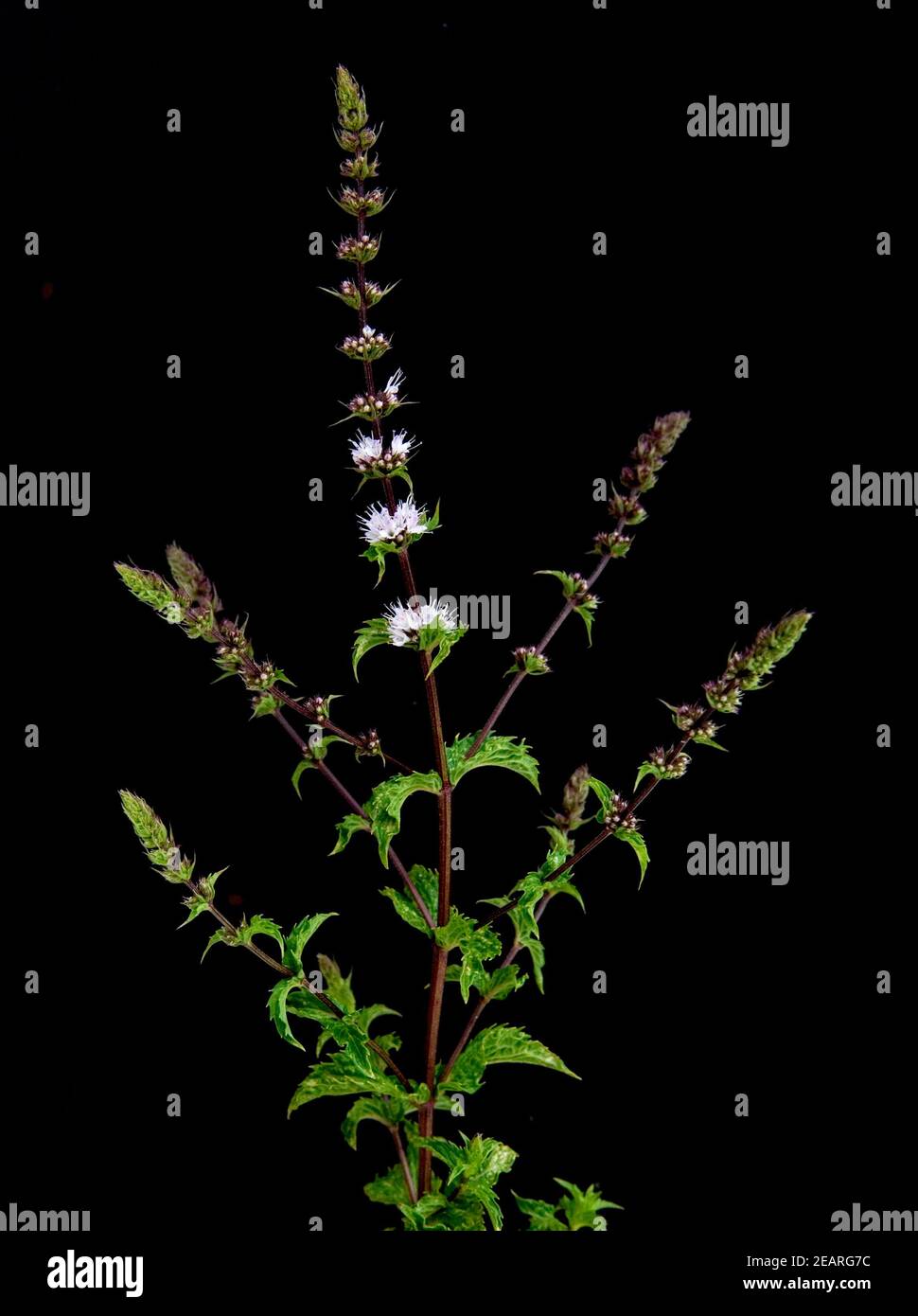 Pfefferminze Stockfoto