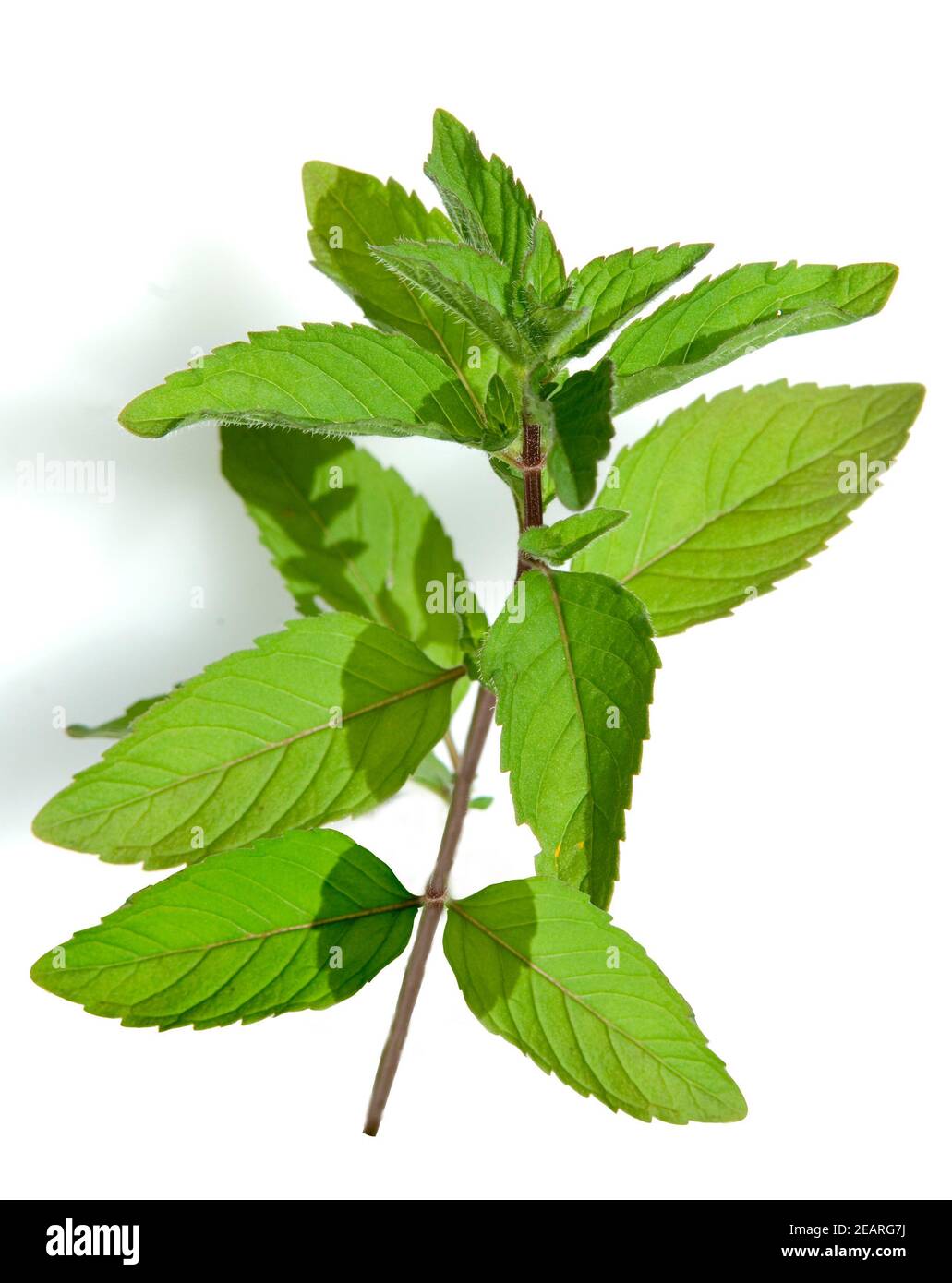 Echte Pfefferminze Stockfoto