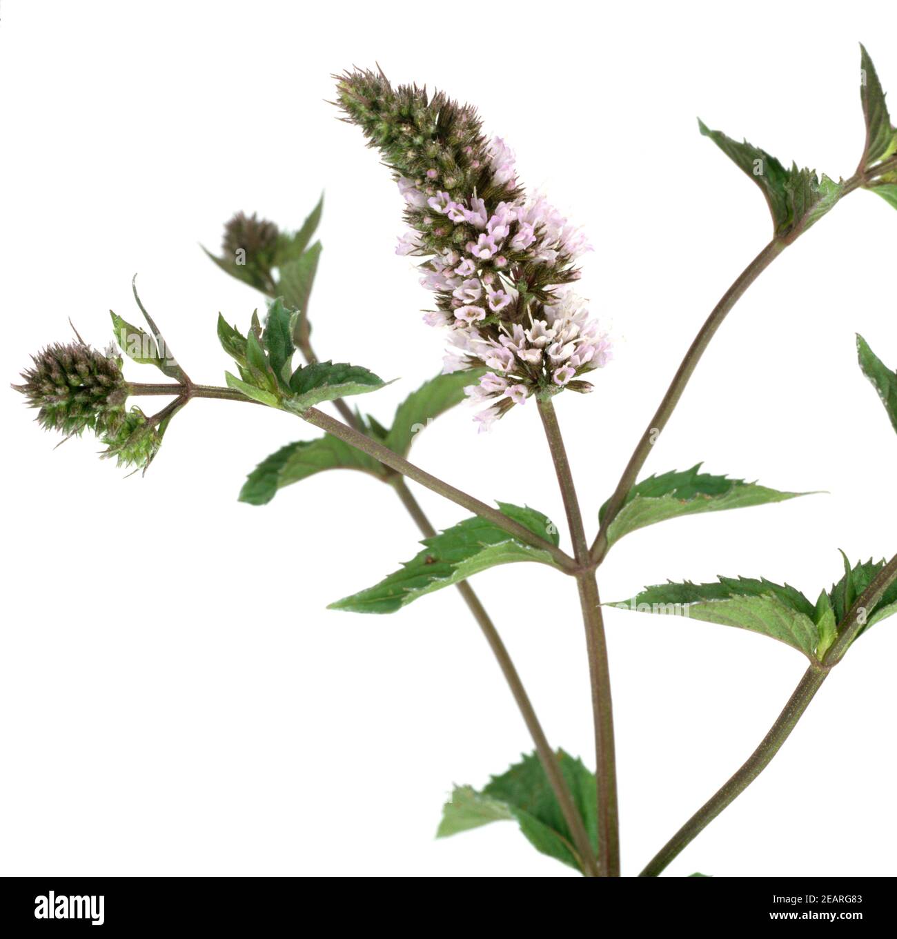 Pfefferminzbluete Stockfoto