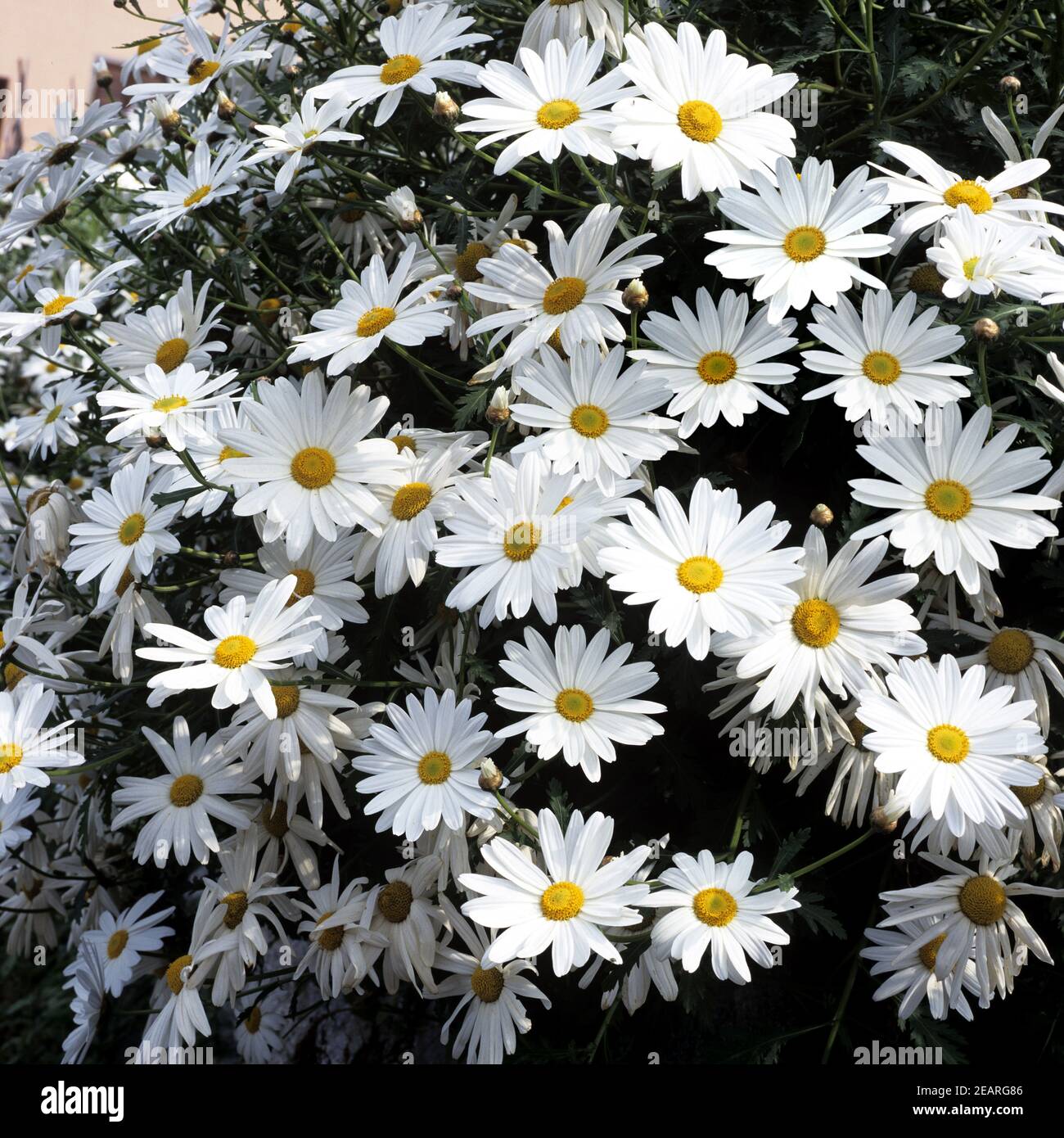 Strauchmargerite, Chrysantheme Stockfoto