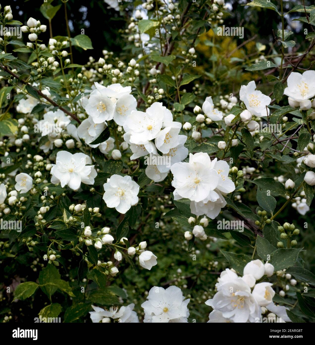 Pfeifenstrauch, Philadelphus Stockfoto