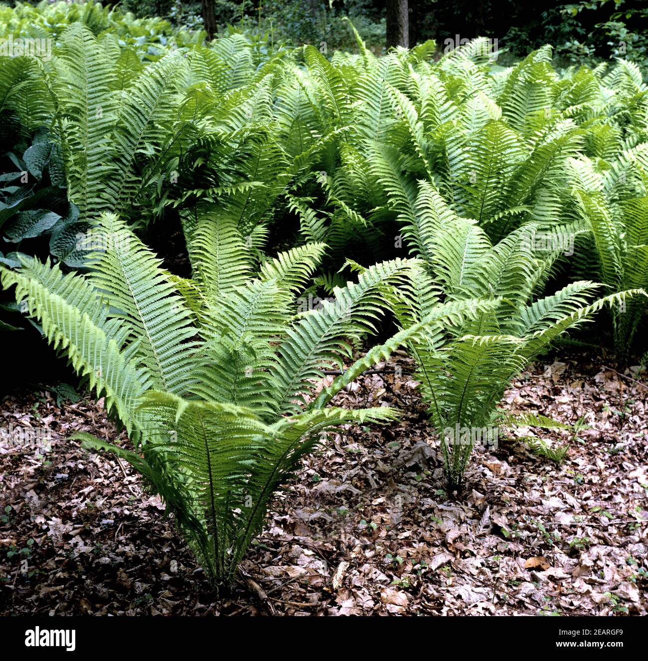 Straussfarn, Matteuccia struthiopteris Stockfoto
