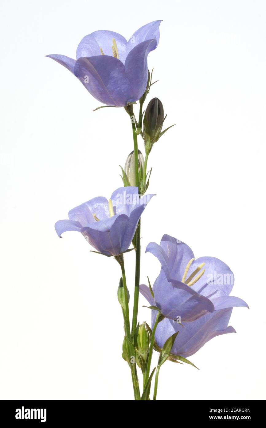 Pfirsichblaettrige Glockenblume Campanula persicifolia Stockfoto