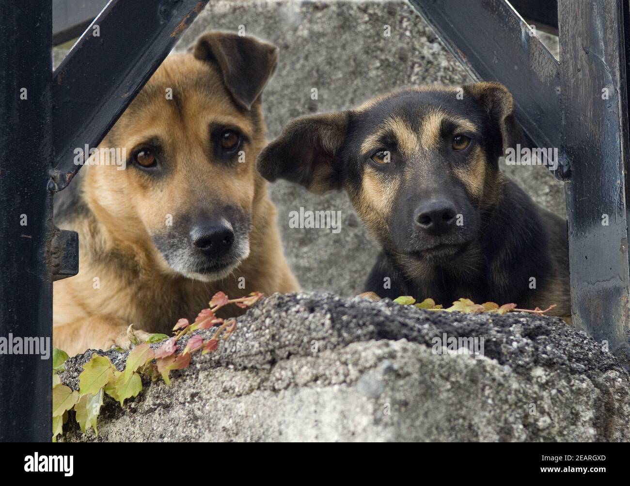 Strassenhund, Betteln Stockfoto