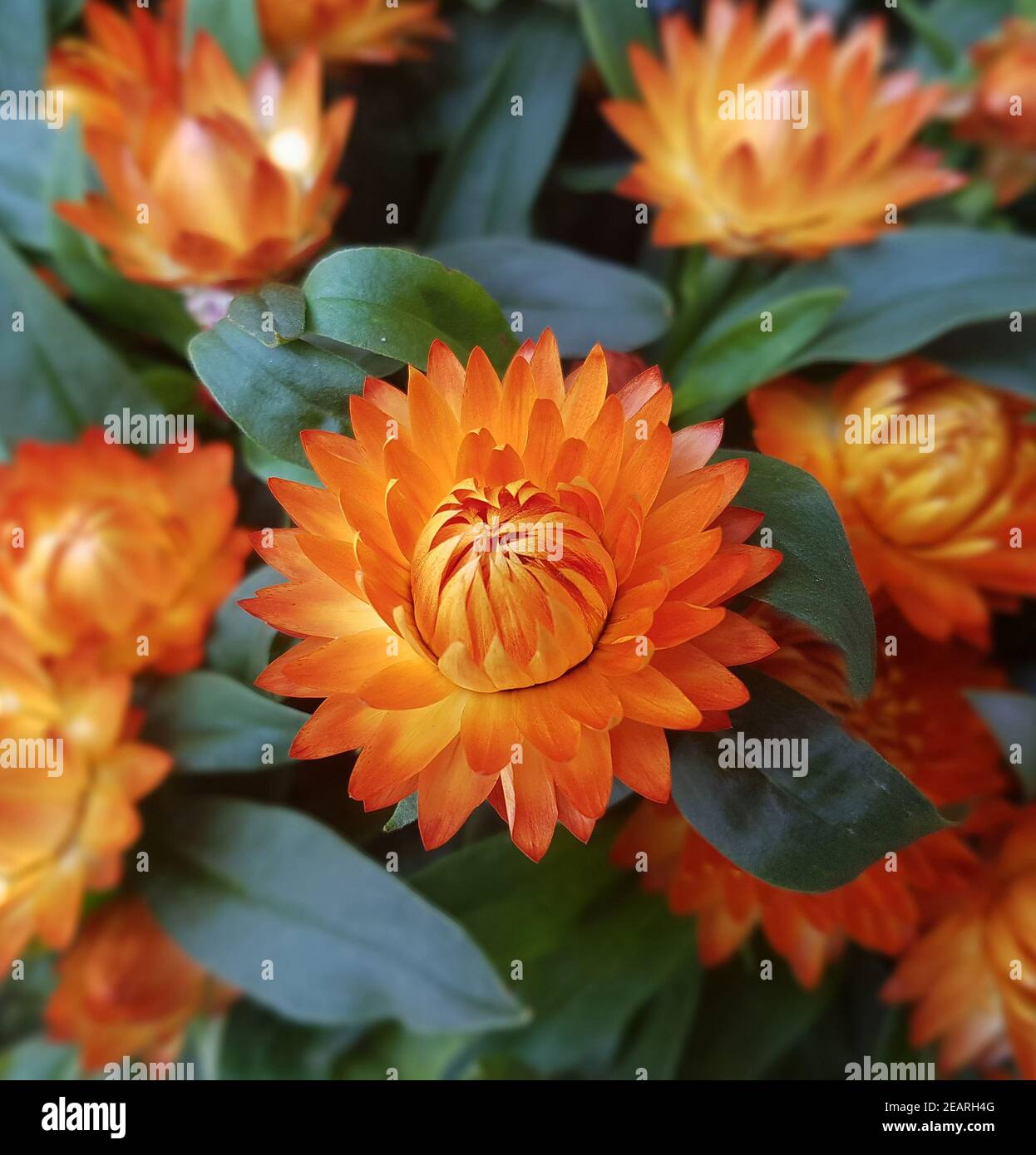 Strohblume, Helichrysum, bracteatum Stockfoto