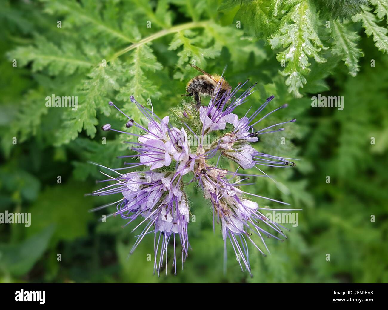 Phacelia tanacetifolia Stockfoto