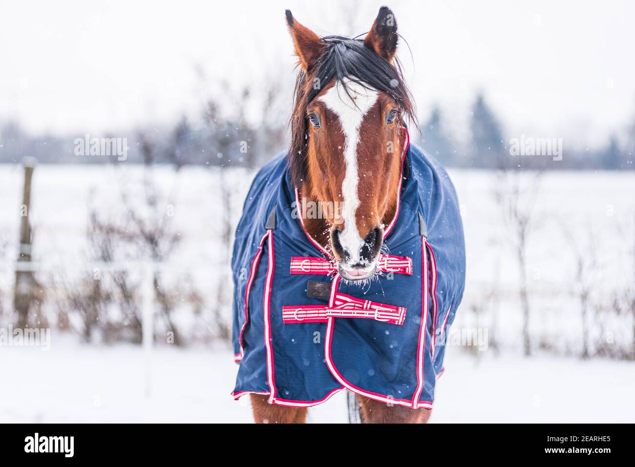 Pferd trägt einen blauen Teppich - eine Abdeckung, die das Pferd vor der Kälte schützt. Das Pferd schaut direkt in die Linse. Ein kalter, sonniger Tag im Winter Stockfoto