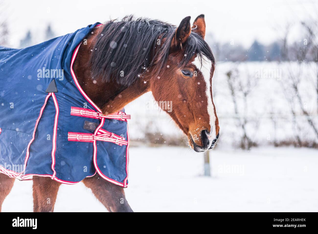 Pferd trägt einen blauen Teppich - eine Abdeckung, die das Pferd vor der Kälte schützt. Das Pferd schaut direkt in die Linse. Ein kalter, sonniger Tag im Winter Stockfoto
