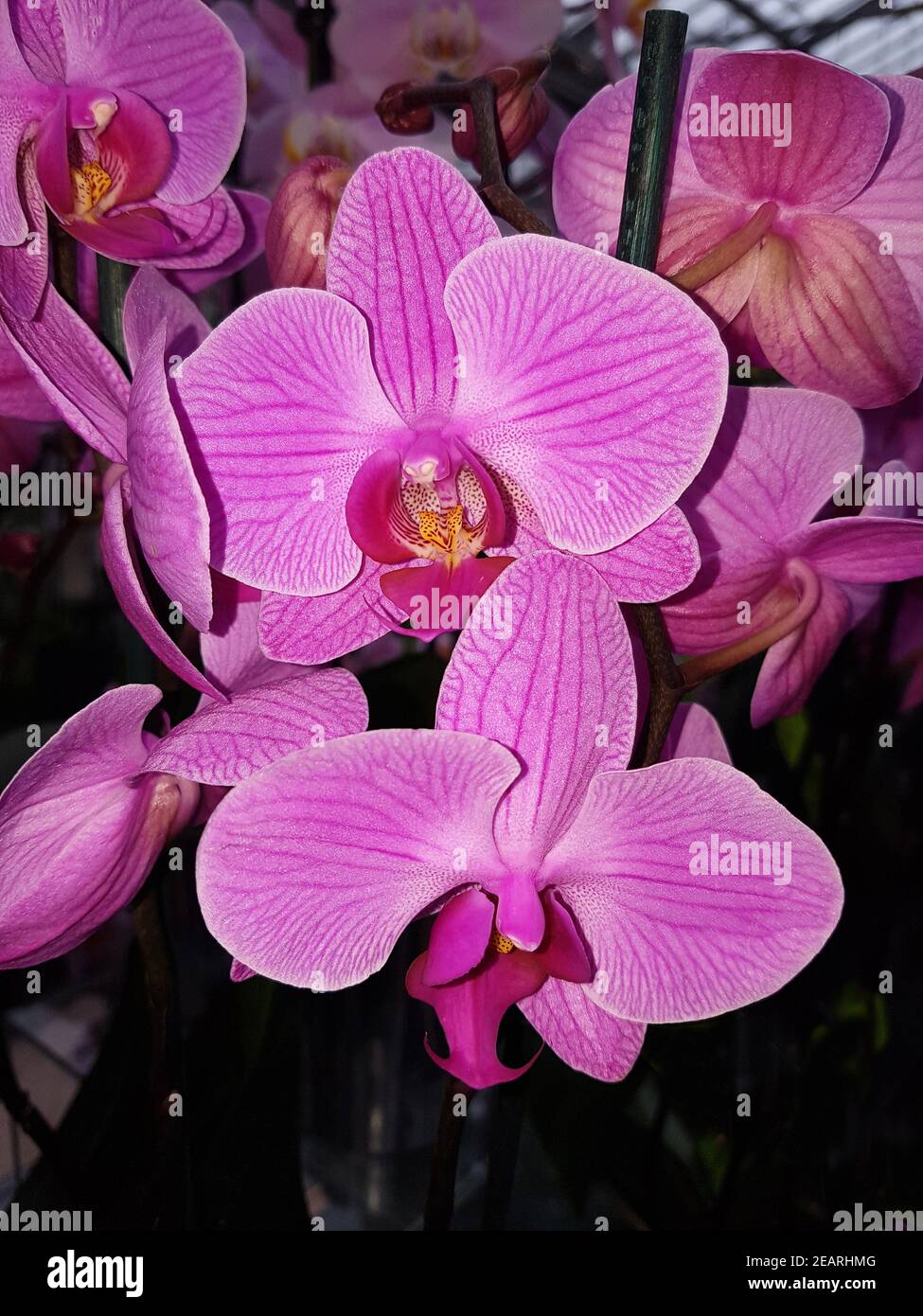 Phalaenopsis, Zambezi, Orchidee Stockfoto