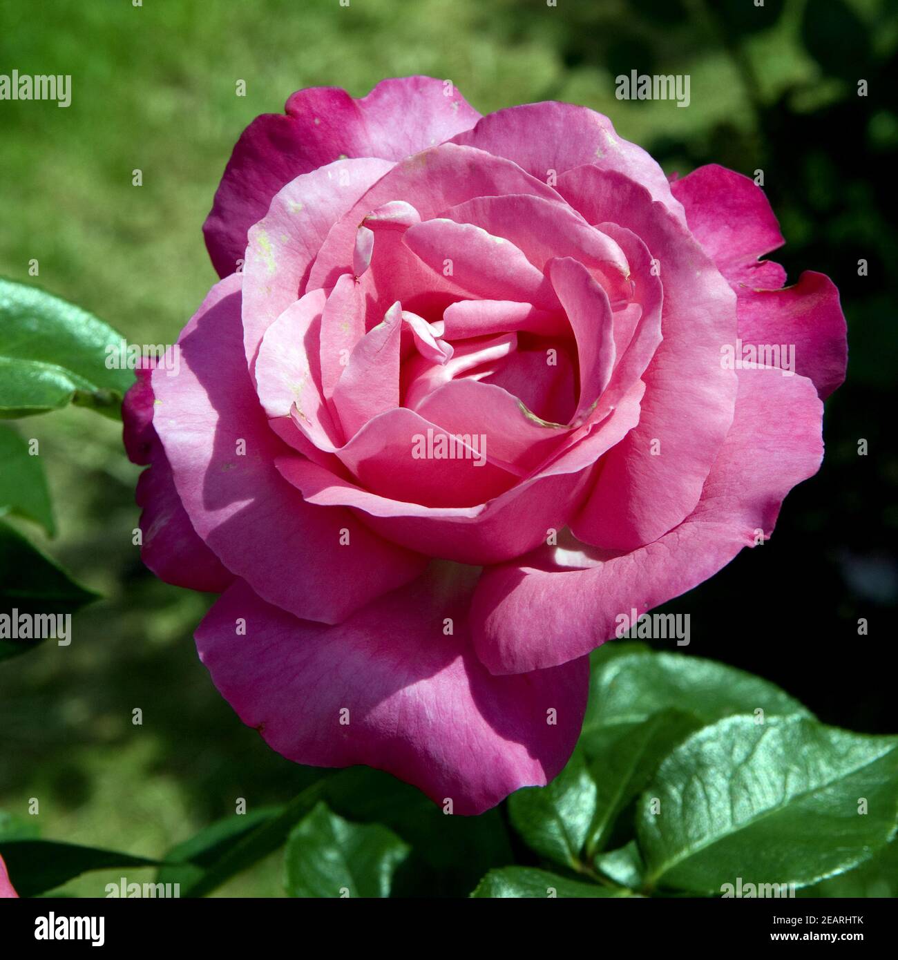 Teehybridrose, duftenden Dame Stockfoto