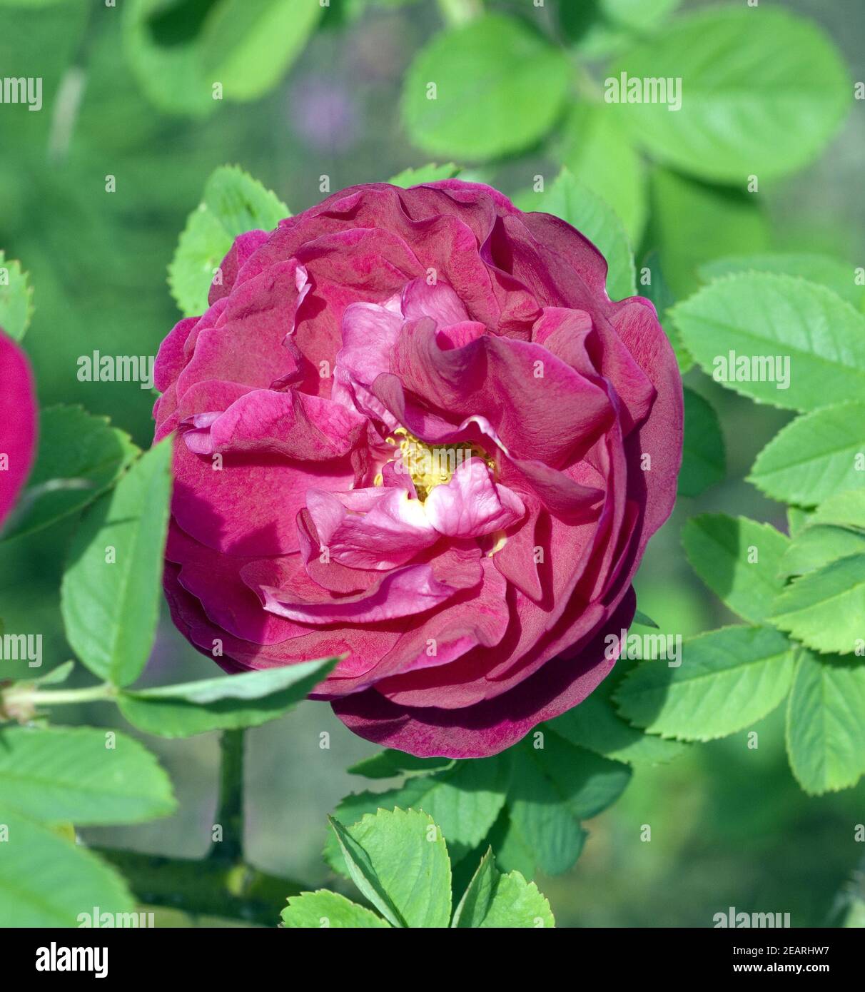 Tee-Hybride Fürstin von PleÃŸ Stockfoto