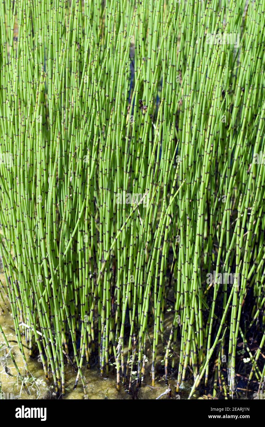 TeichSchachtelhalm, Equisetum fluviatile Stockfotografie Alamy