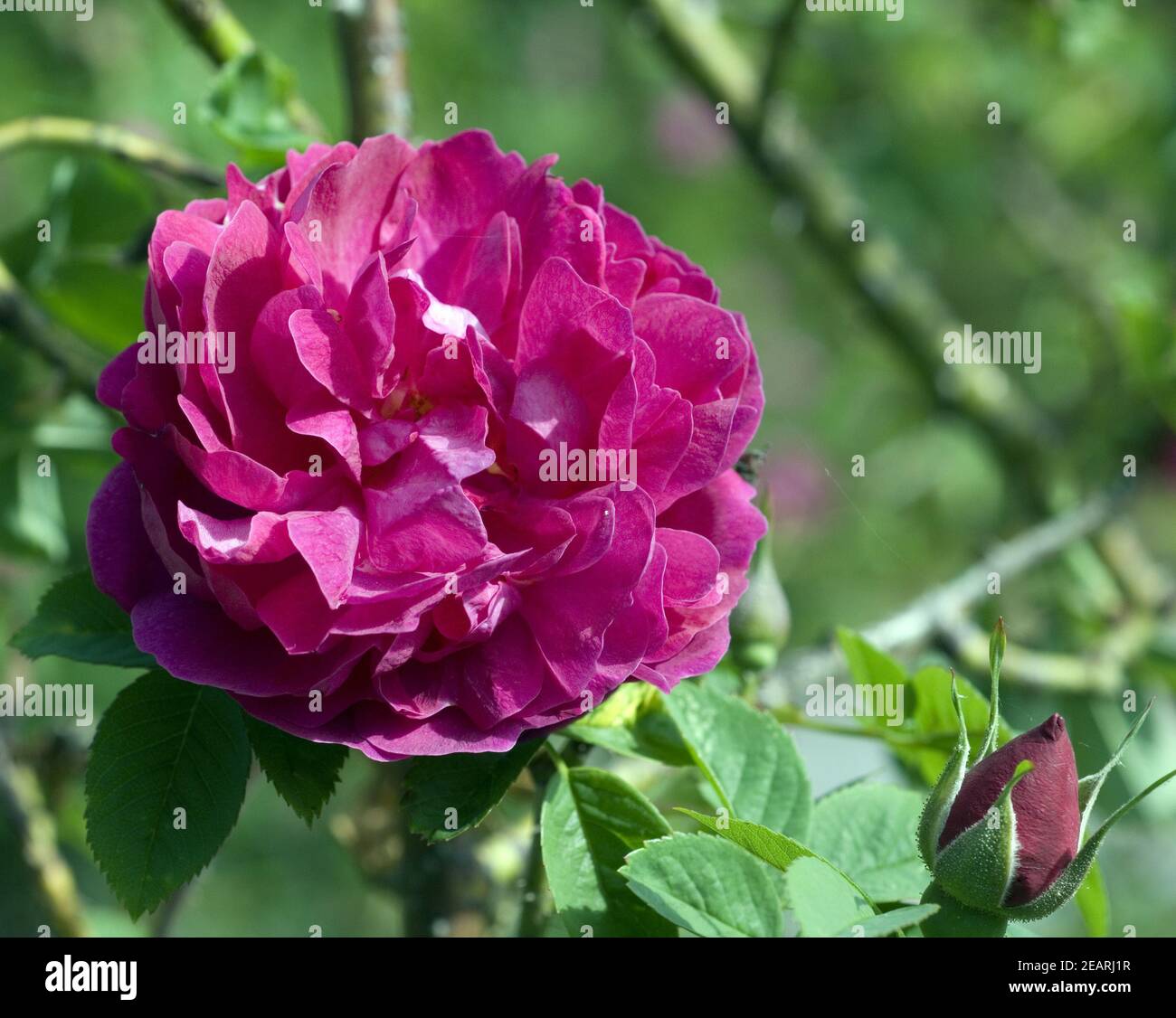 Tee-Hybride Fürstin von PleÃŸ Stockfoto