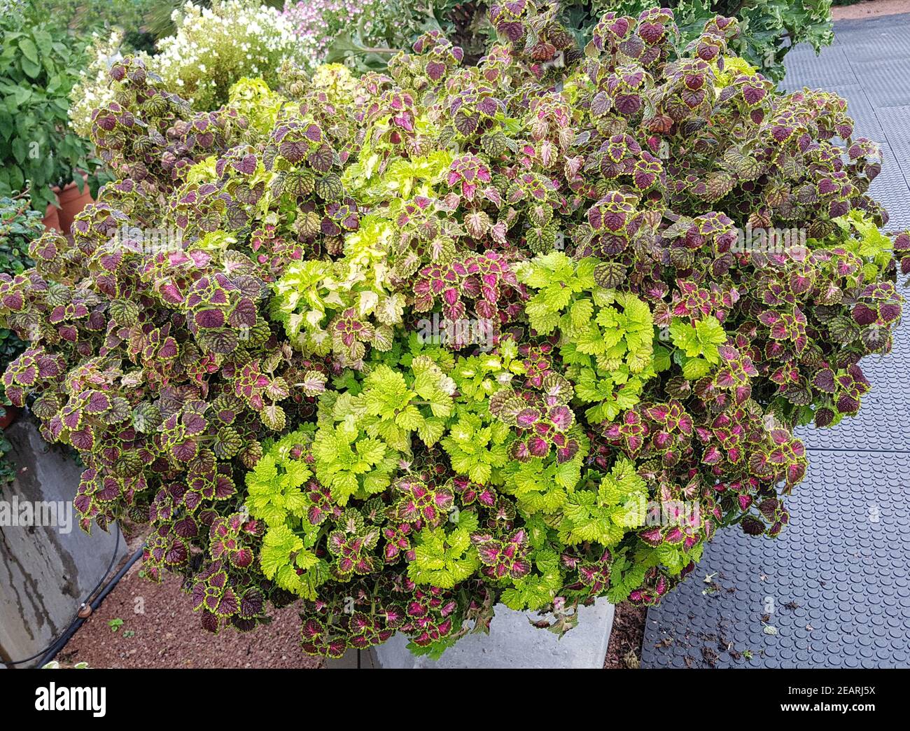 Mottenkönig, Plectranthus scutellarioides, Niagarafälle Stockfoto