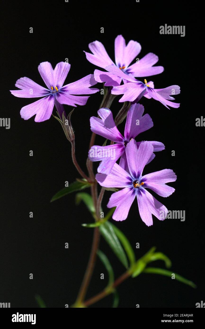 Polsterphlox, Moos-Phlox Stockfoto