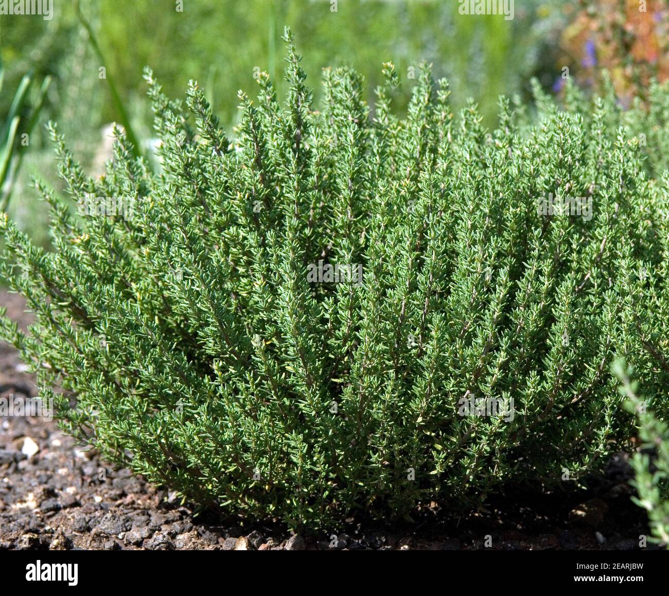 Thymian Stockfoto