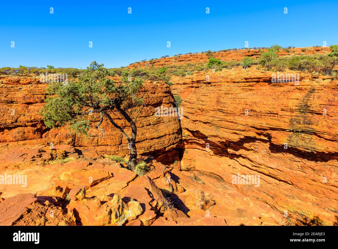 Die landschaftlich schönen Sandsteinkuppen, die Lost City genannt werden, und die Gummibäume im Kings Canyon Rim im Watarrka National Park, Zentralaustralien. Ikonische Attraktion Stockfoto