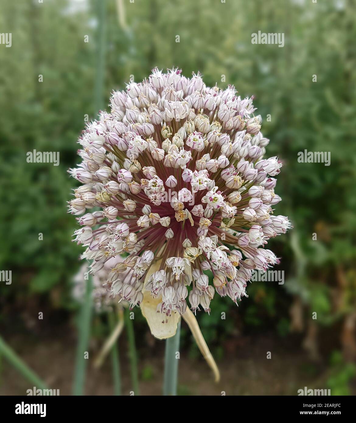 Porree Allium, porrum Zwiebelgewächs Stockfoto