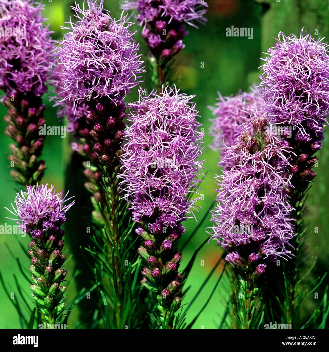 Prachtscharte Liatris spicata Stockfoto