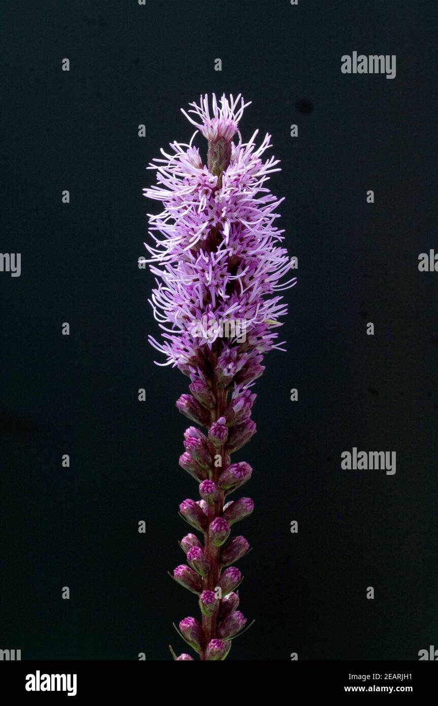 Prachtscharte, Liatris, Spicata, Stockfoto