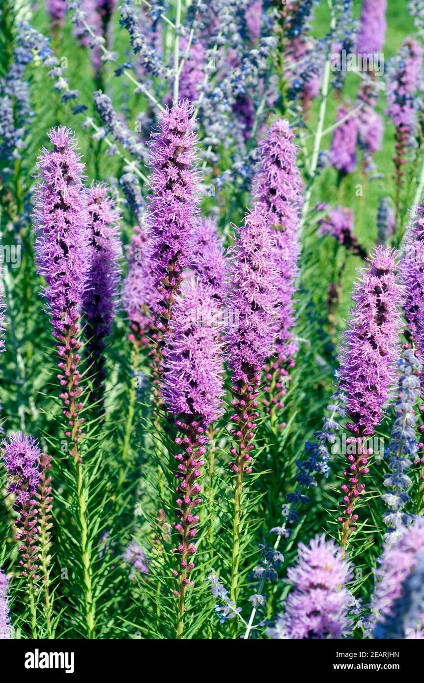 Prachtscharte Floristan Violett Liatris spicata Stockfoto