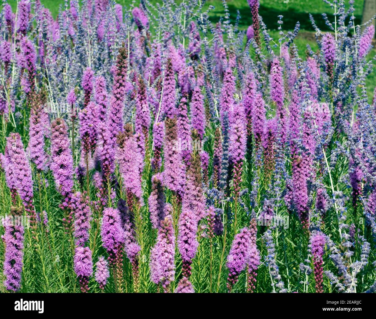 Prachtscharte Floristan Violett Liatris spicata Stockfoto